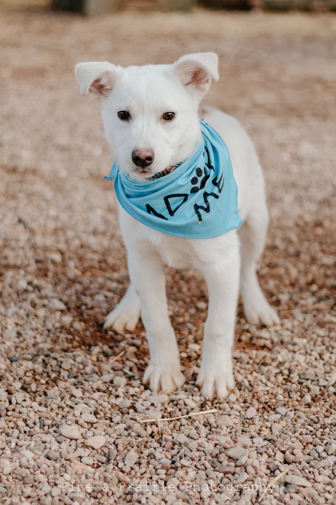 Shiro, an adoptable Mixed Breed in Hot Springs, SD, 57747 | Photo Image 1
