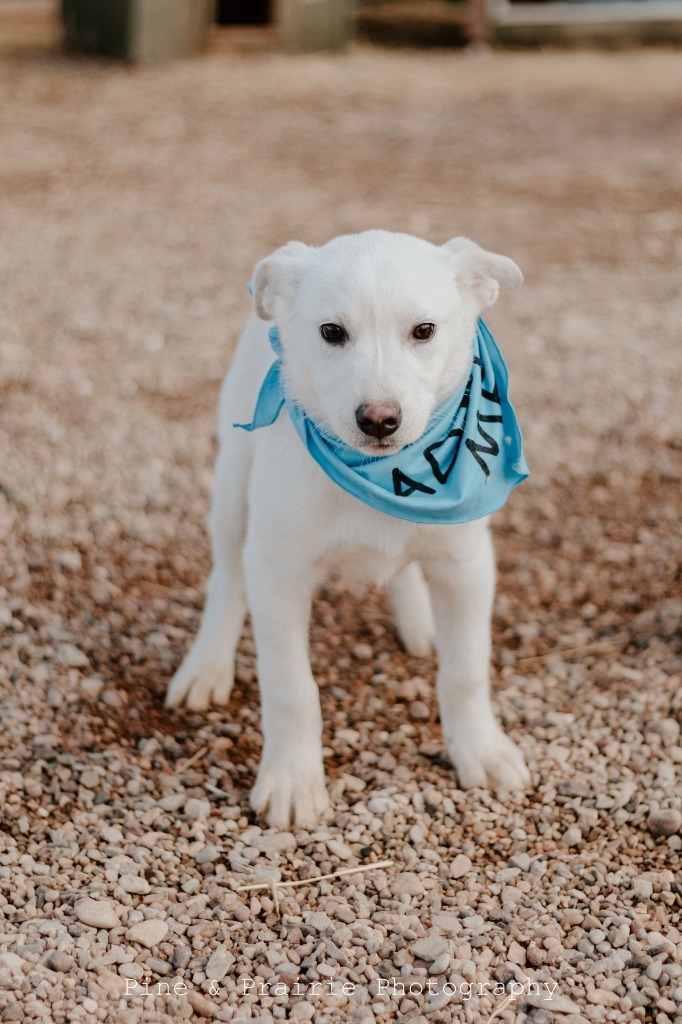 Shiro, an adoptable Mixed Breed in Hot Springs, SD, 57747 | Photo Image 2