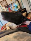 Sadie photo 5