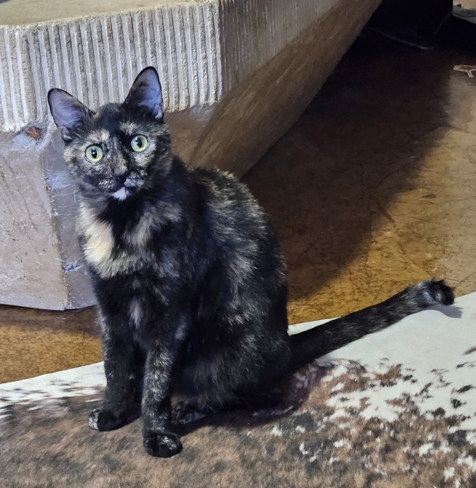 Torti