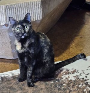 Torti, Young Female Domestic Short Hair