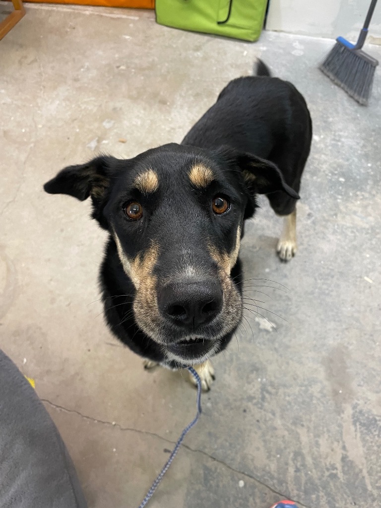 Beverly Cleary, an adoptable German Shepherd Dog in Reno, NV, 89704 | Photo Image 2