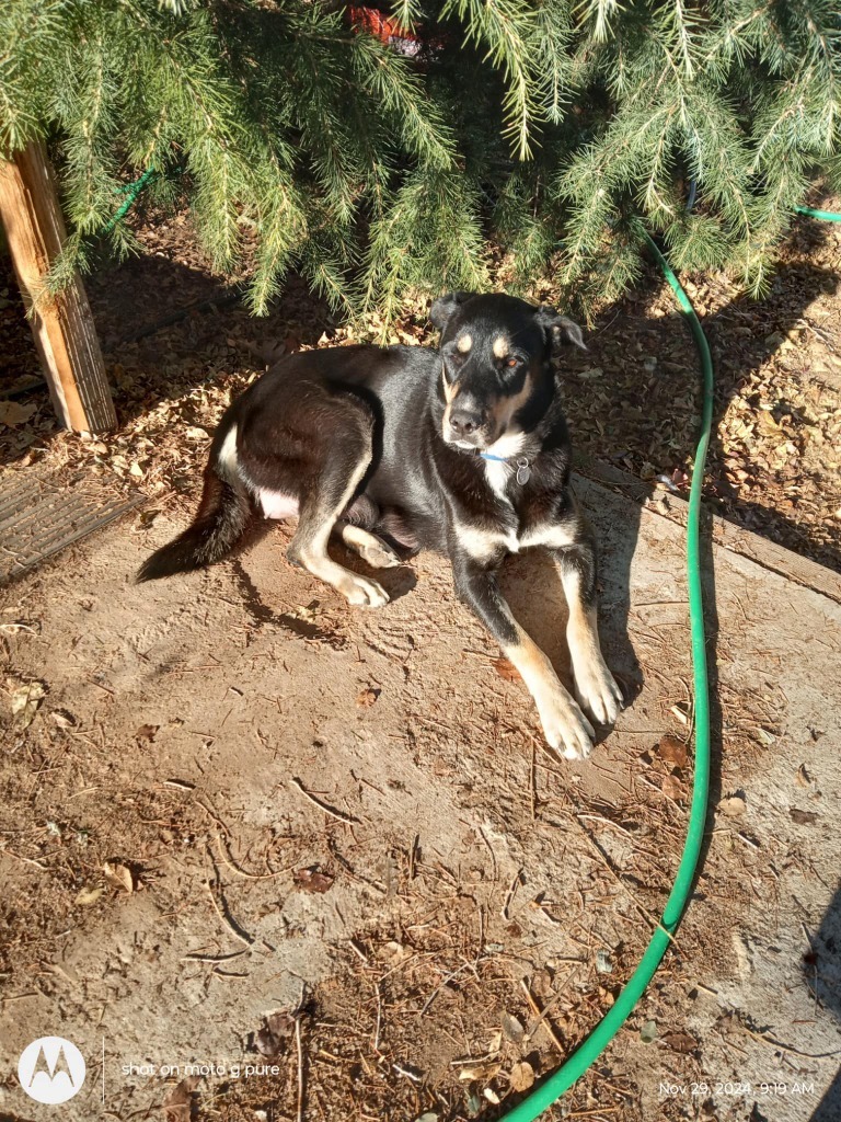 Beverly Cleary, an adoptable German Shepherd Dog in Reno, NV, 89704 | Photo Image 3