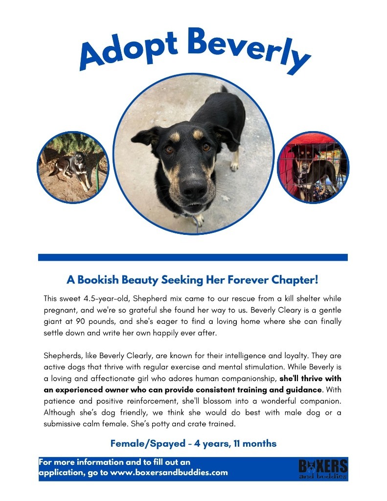 Beverly Cleary, an adoptable German Shepherd Dog in Reno, NV, 89704 | Photo Image 4