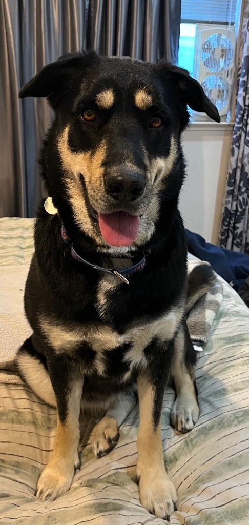 Beverly Cleary, an adoptable German Shepherd Dog in Reno, NV, 89704 | Photo Image 5