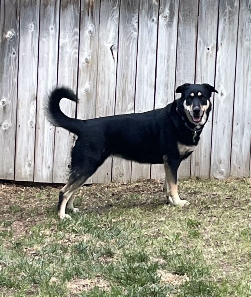 Beverly Cleary, an adoptable German Shepherd Dog in Reno, NV, 89704 | Photo Image 6