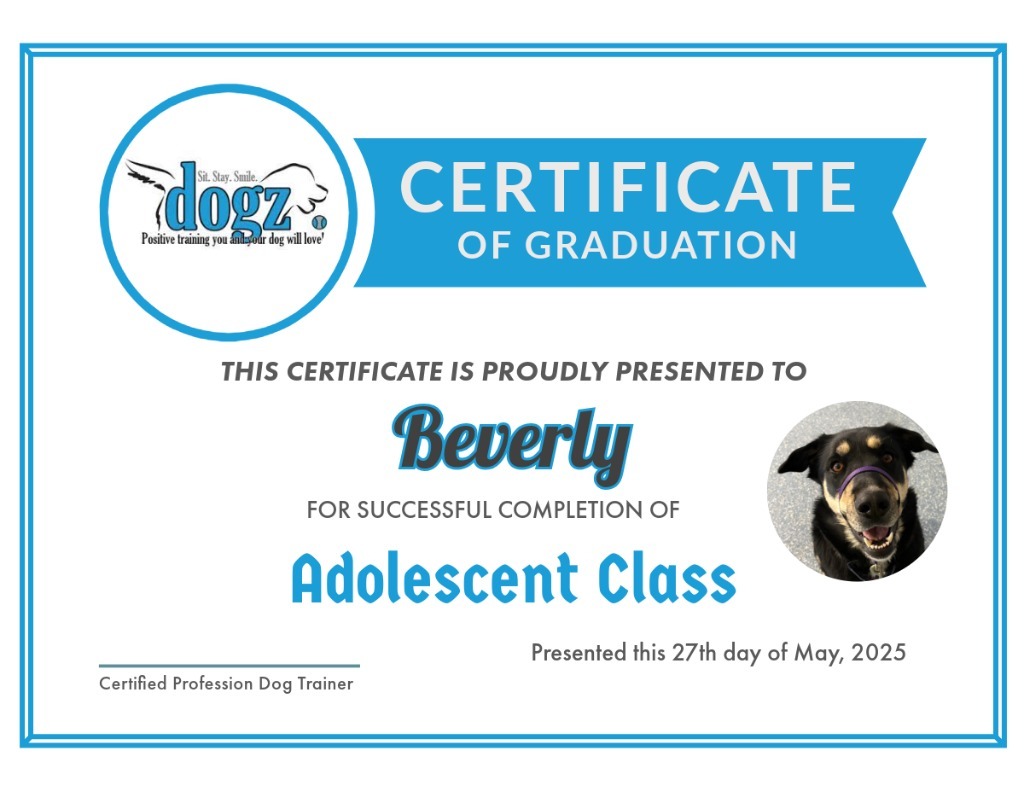 Beverly Cleary, an adoptable German Shepherd Dog in Reno, NV, 89704 | Photo Image 6