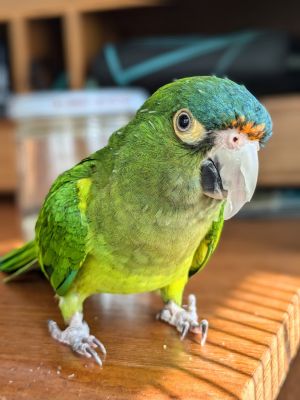 Buddy Cracker, Senior Female Conure