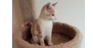 Wally, Adult Male Domestic Short Hair