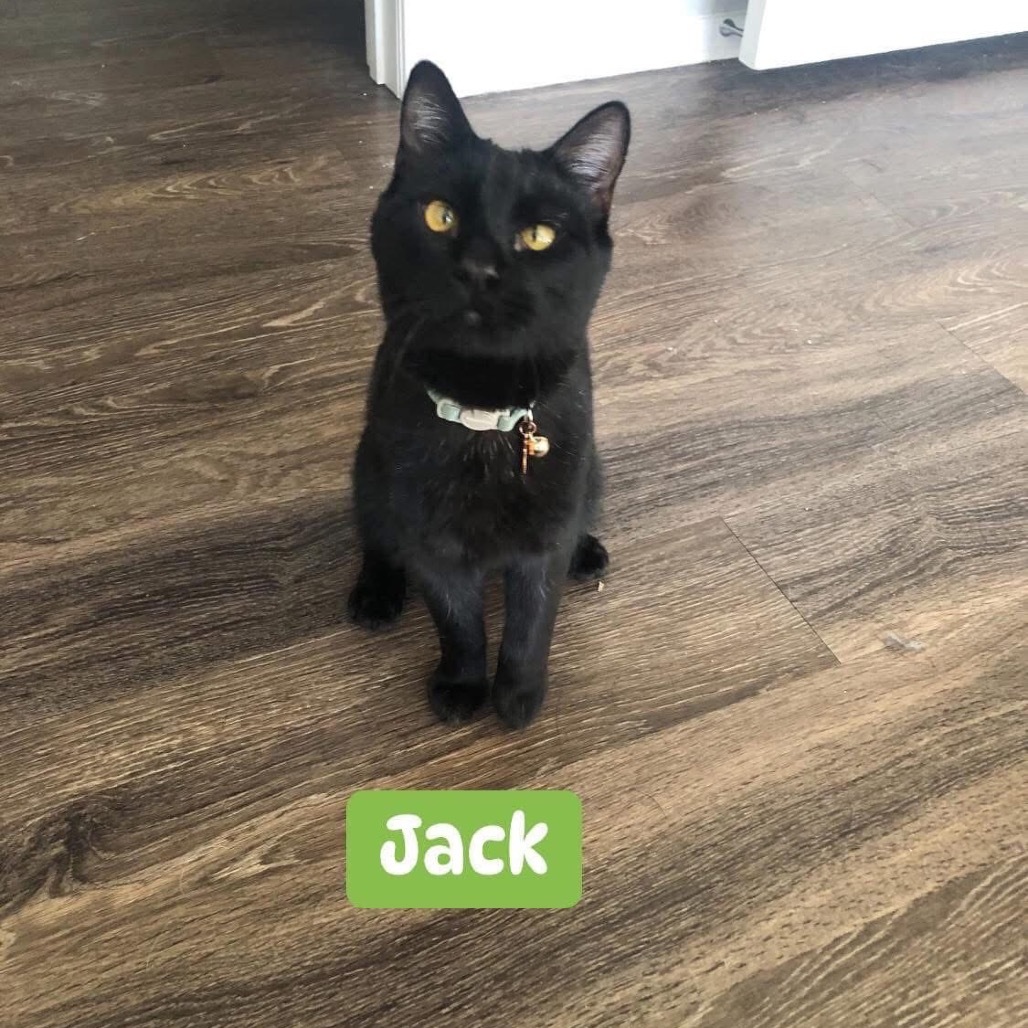 Jack, an adoptable Domestic Short Hair in Phoenix, AZ, 85086 | Photo Image 1