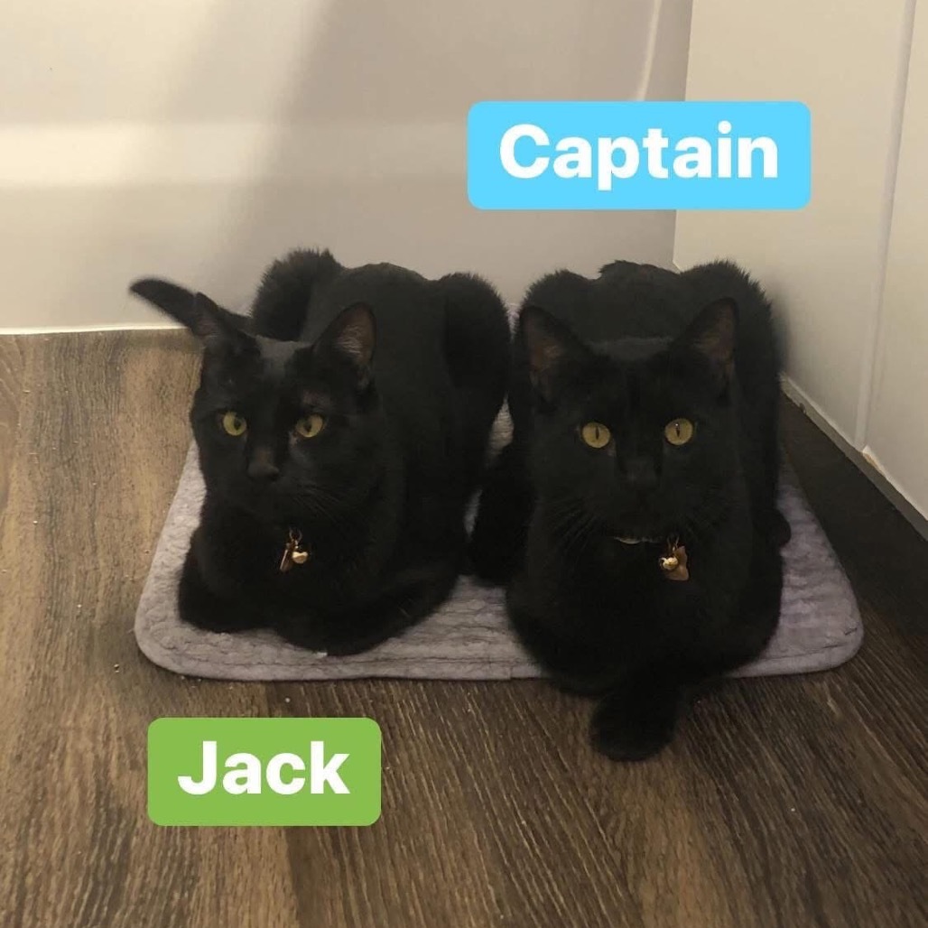 Jack, an adoptable Domestic Short Hair in Phoenix, AZ, 85086 | Photo Image 2