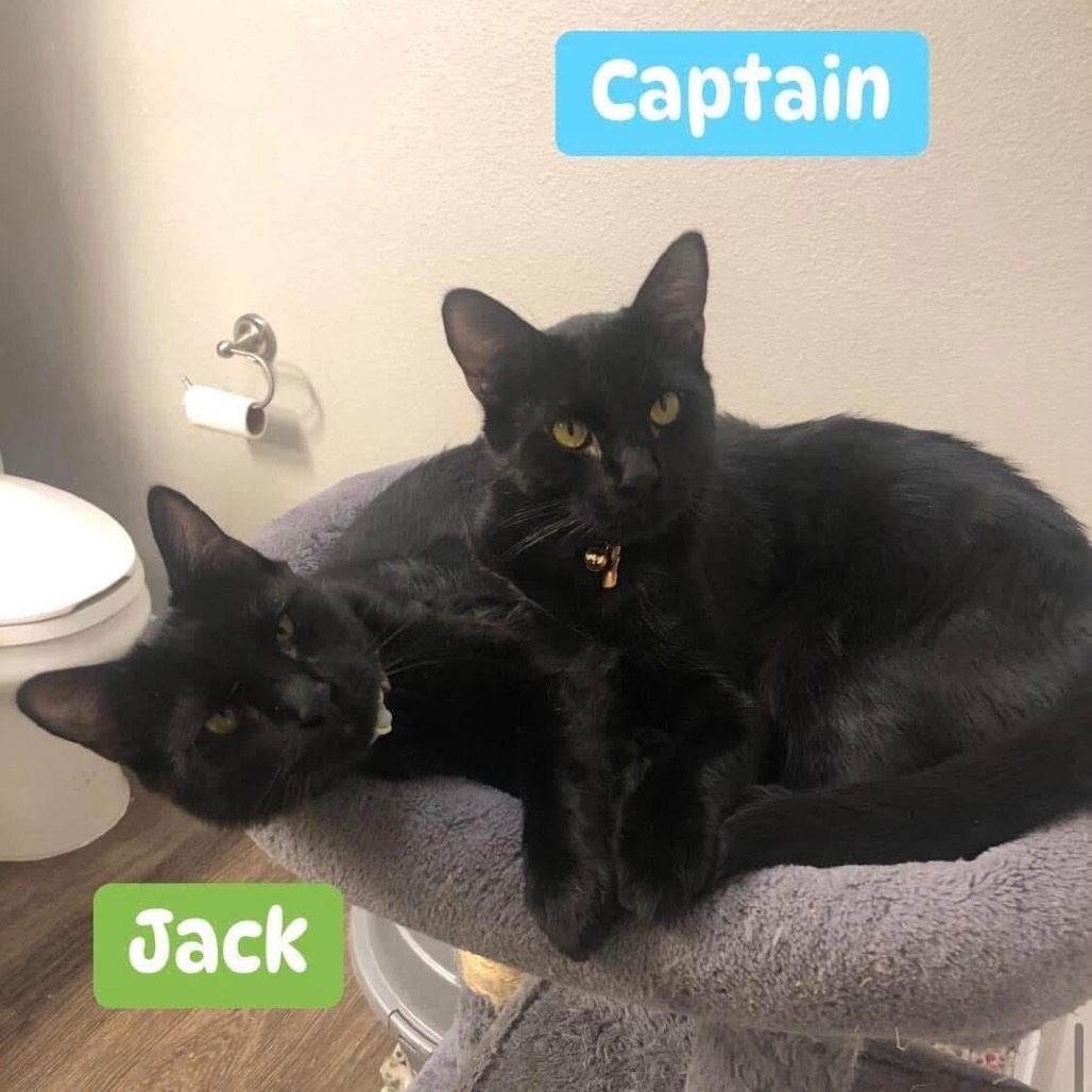 Jack, an adoptable Domestic Short Hair in Phoenix, AZ, 85086 | Photo Image 3