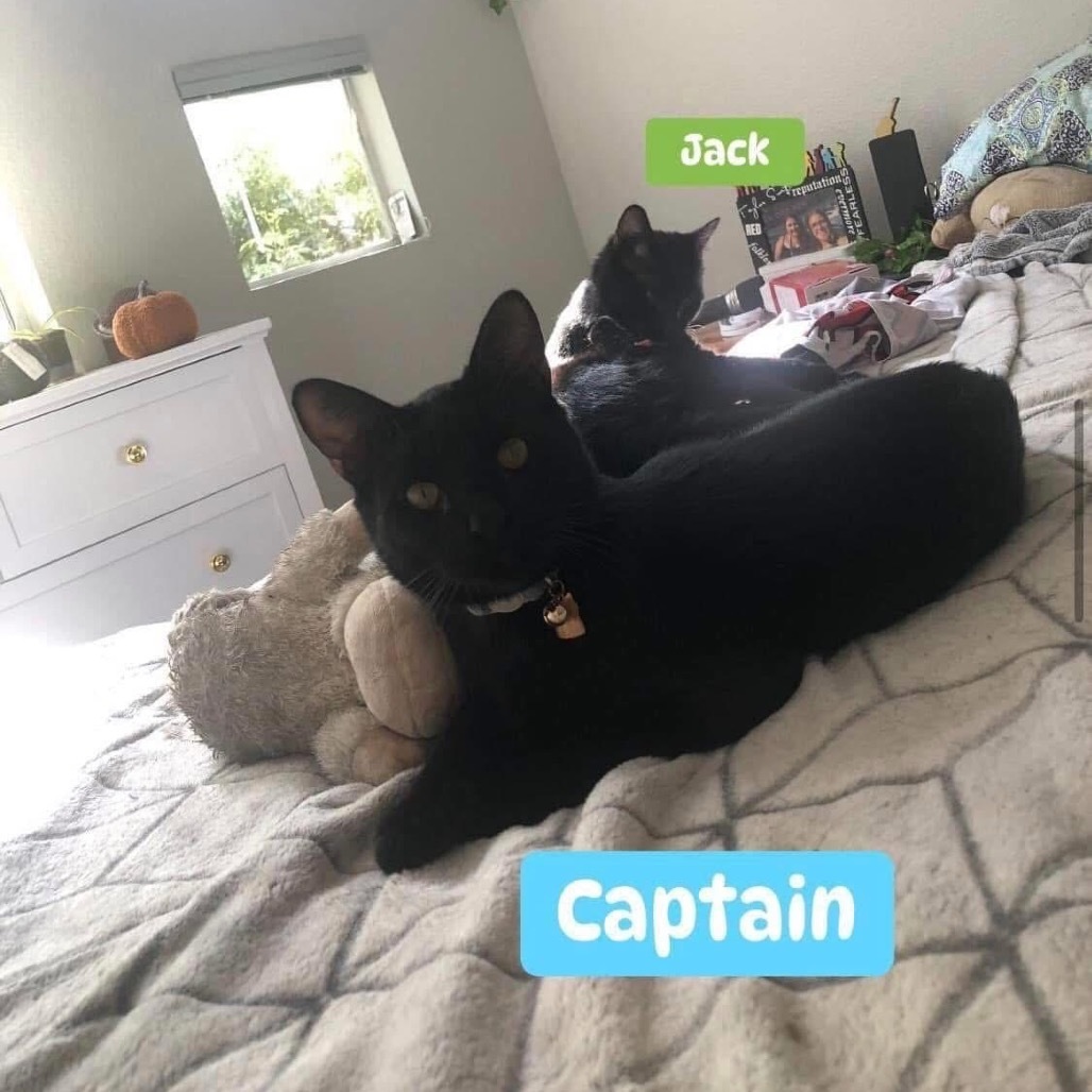 Jack, an adoptable Domestic Short Hair in Phoenix, AZ, 85086 | Photo Image 4