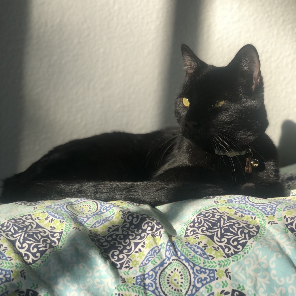 Jack, an adoptable Domestic Short Hair in Phoenix, AZ, 85086 | Photo Image 5