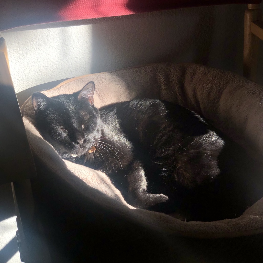 Jack, an adoptable Domestic Short Hair in Phoenix, AZ, 85086 | Photo Image 6