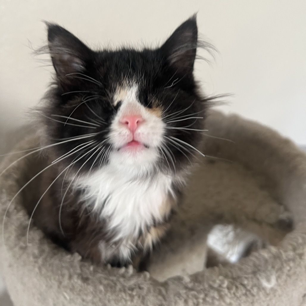 Lollipop, an adoptable Domestic Medium Hair in Phoenix, AZ, 85086 | Photo Image 1