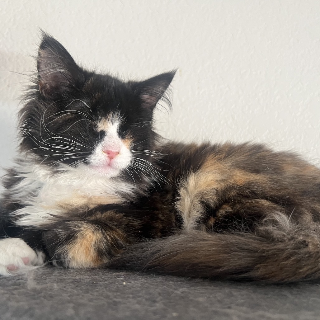 Lollipop, an adoptable Domestic Medium Hair in Phoenix, AZ, 85086 | Photo Image 2