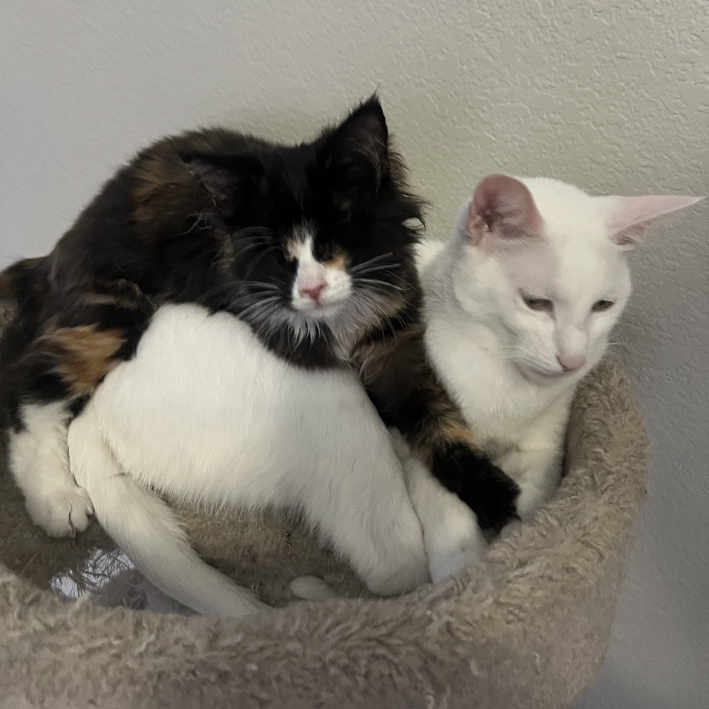 Lollipop, an adoptable Domestic Medium Hair in Phoenix, AZ, 85086 | Photo Image 3