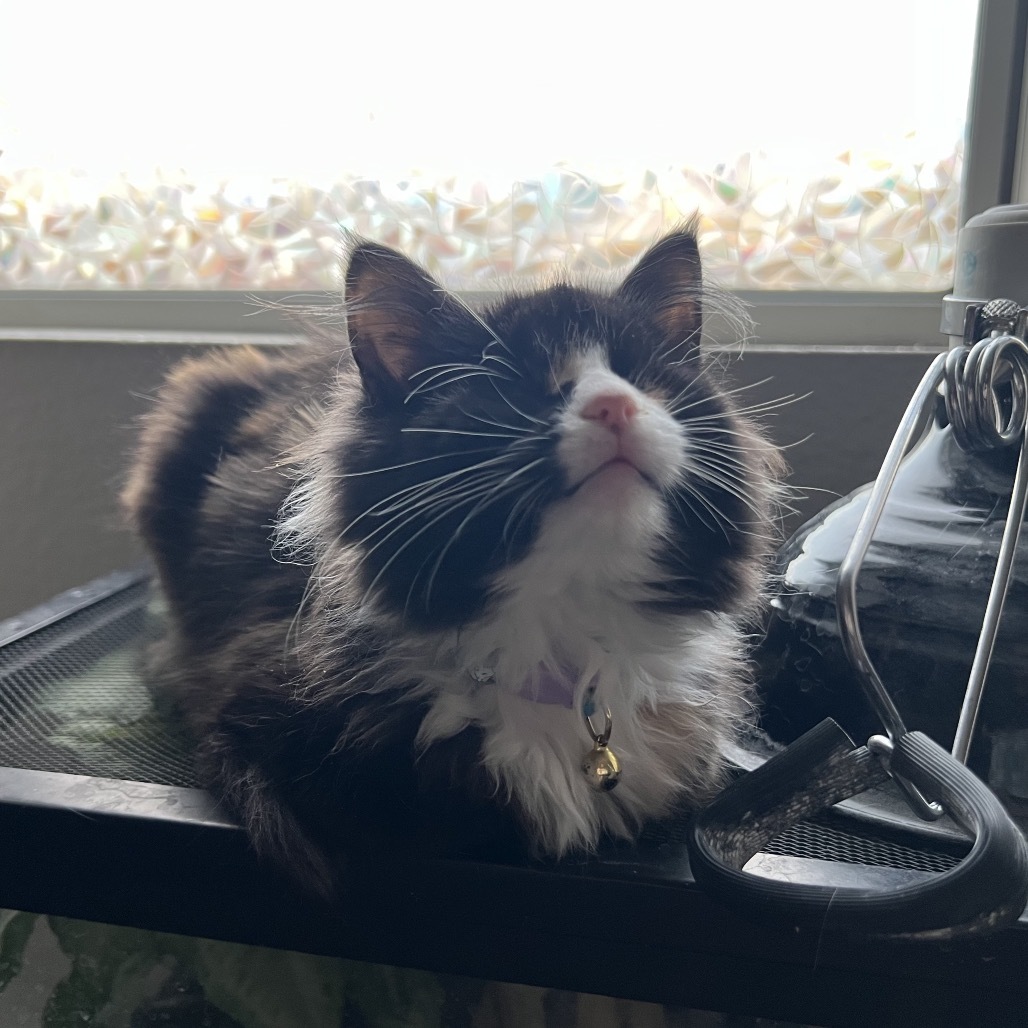 Lollipop, an adoptable Domestic Medium Hair in Phoenix, AZ, 85086 | Photo Image 4