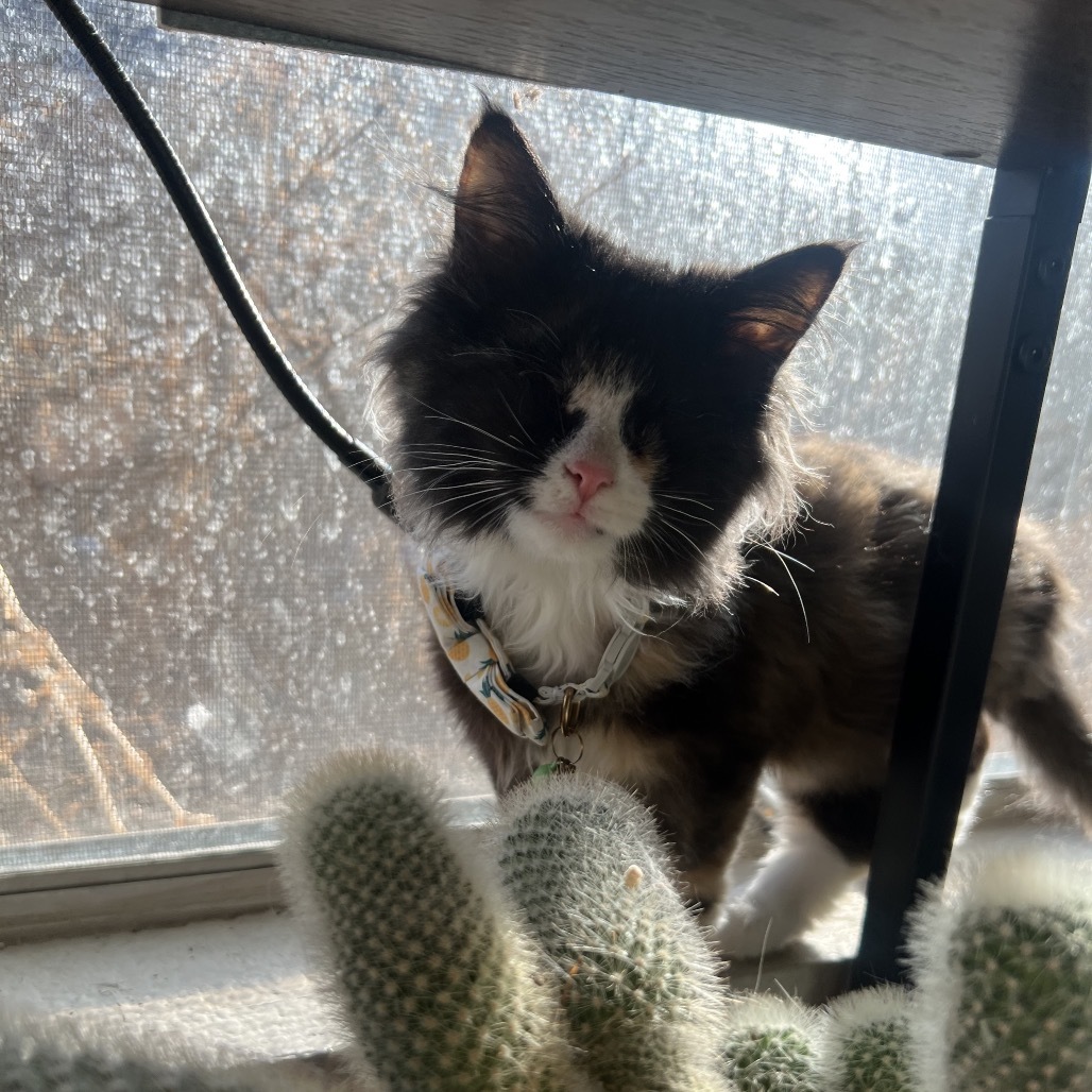 Lollipop, an adoptable Domestic Medium Hair in Phoenix, AZ, 85086 | Photo Image 5