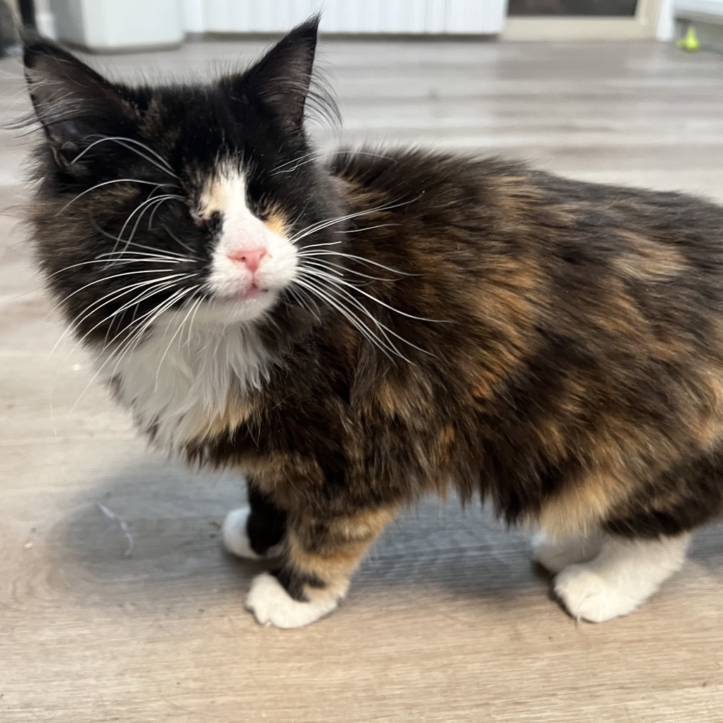 Lollipop, an adoptable Domestic Medium Hair in Phoenix, AZ, 85086 | Photo Image 6