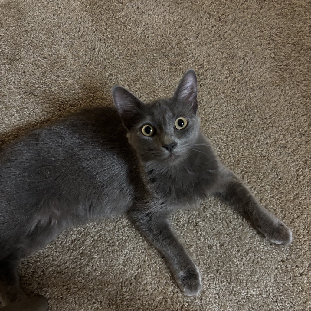 Sylvia, an adoptable Domestic Long Hair in Phoenix, AZ, 85086 | Photo Image 1