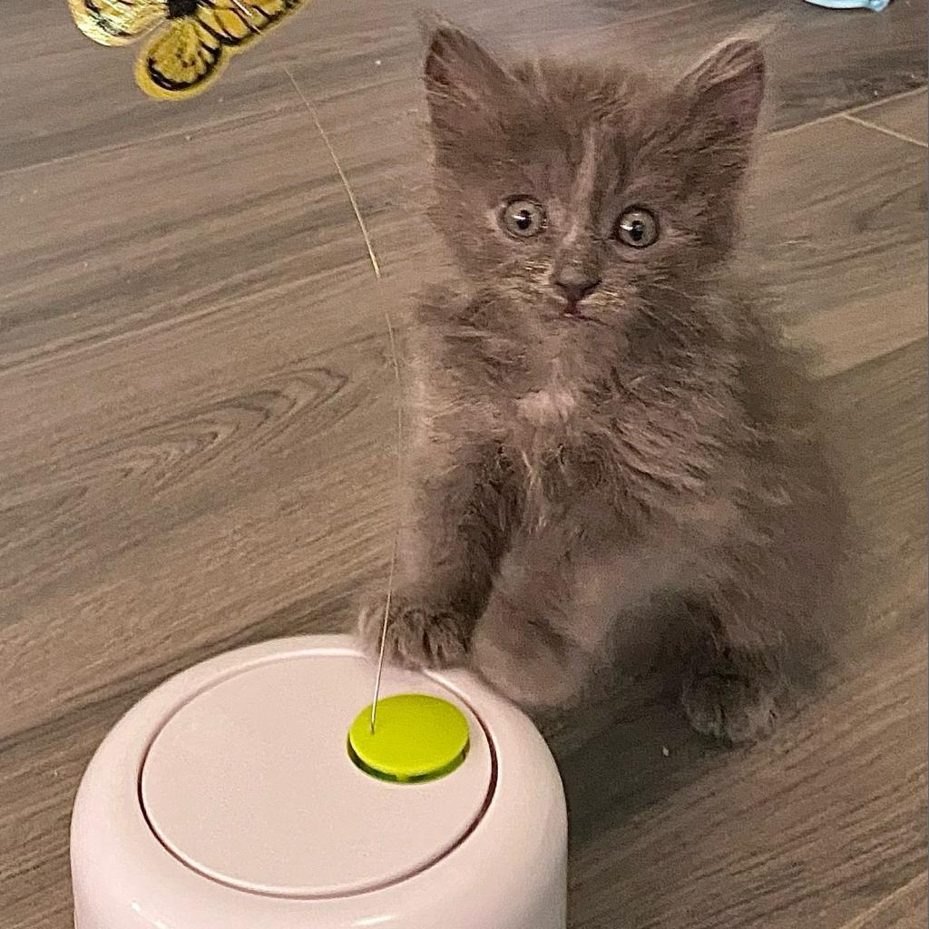 Sylvia, an adoptable Domestic Long Hair in Phoenix, AZ, 85086 | Photo Image 2