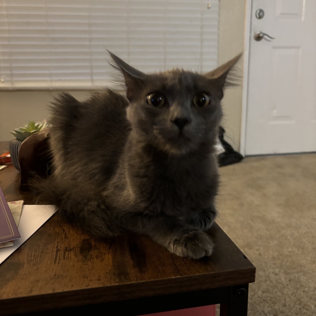 Sylvia, an adoptable Domestic Long Hair in Phoenix, AZ, 85086 | Photo Image 4
