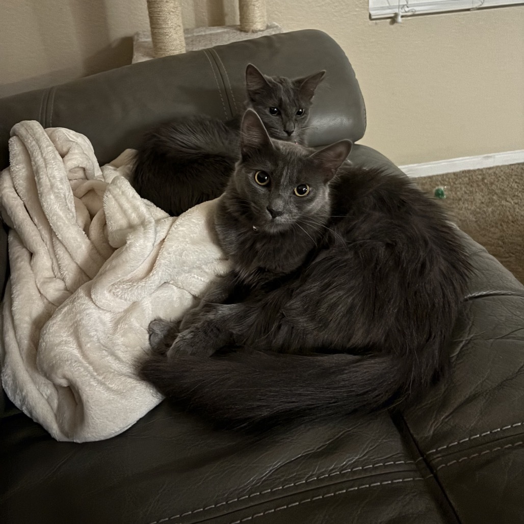 Sylvia, an adoptable Domestic Long Hair in Phoenix, AZ, 85086 | Photo Image 5