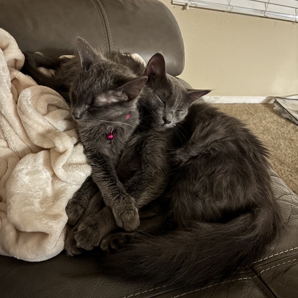 Sylvia, an adoptable Domestic Long Hair in Phoenix, AZ, 85086 | Photo Image 6