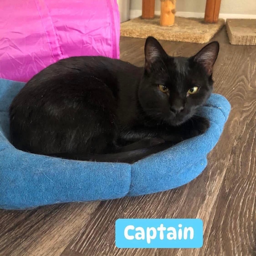 Captain, an adoptable Domestic Short Hair in Phoenix, AZ, 85086 | Photo Image 1