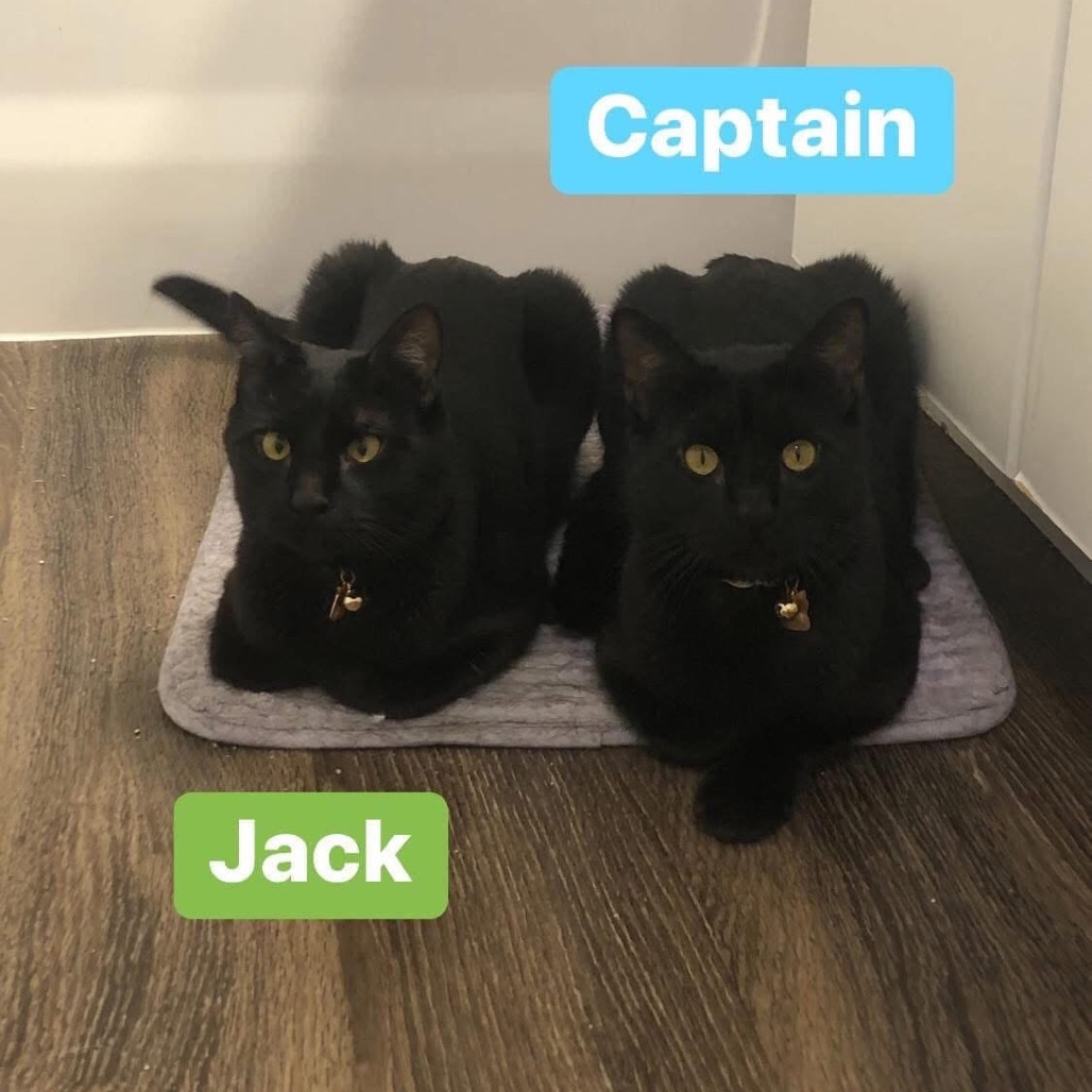 Captain, an adoptable Domestic Short Hair in Phoenix, AZ, 85086 | Photo Image 2