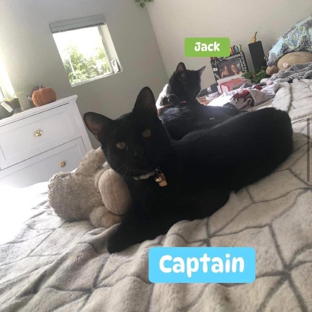 Captain, an adoptable Domestic Short Hair in Phoenix, AZ, 85086 | Photo Image 3