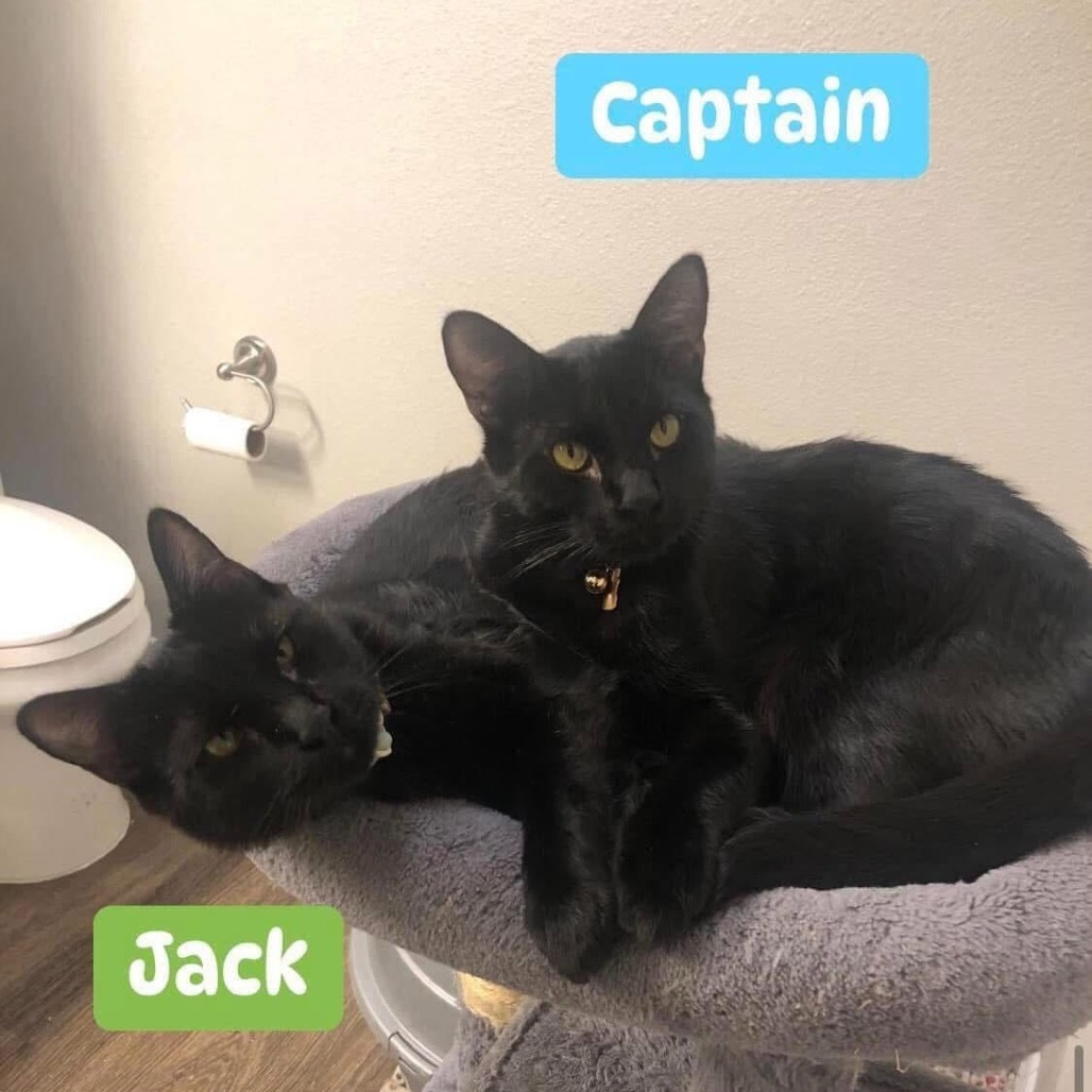 Captain, an adoptable Domestic Short Hair in Phoenix, AZ, 85086 | Photo Image 4