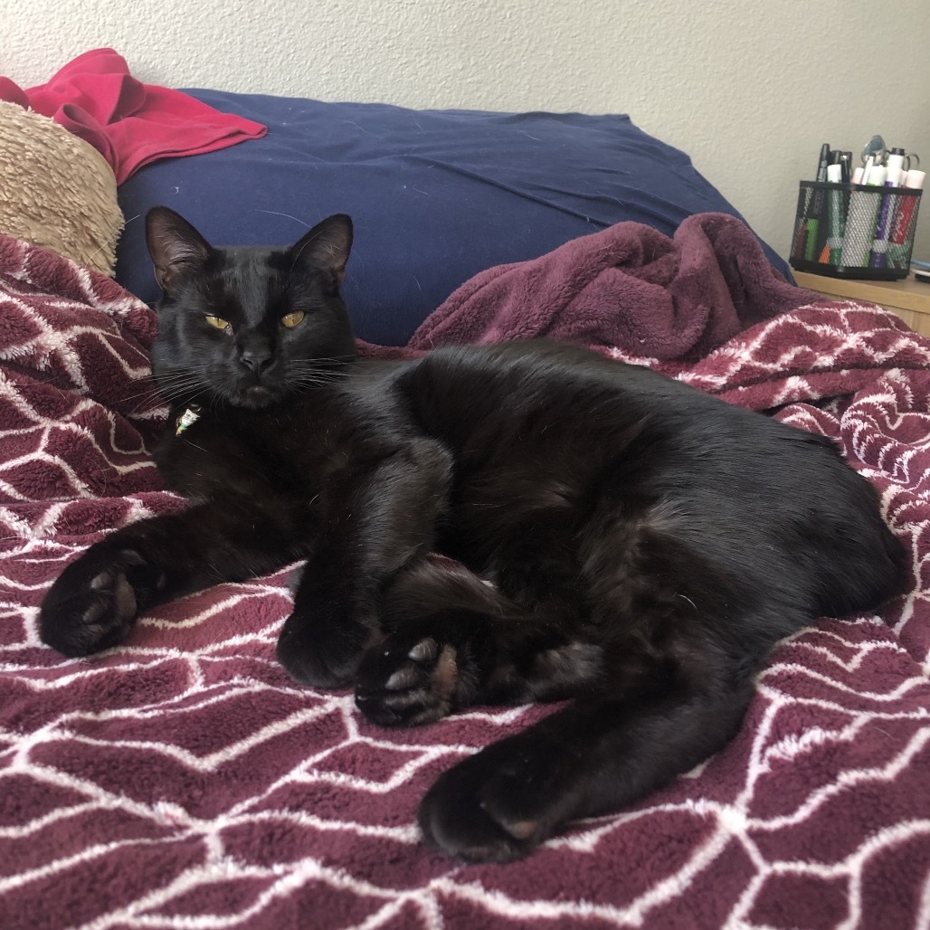 Captain, an adoptable Domestic Short Hair in Phoenix, AZ, 85086 | Photo Image 5