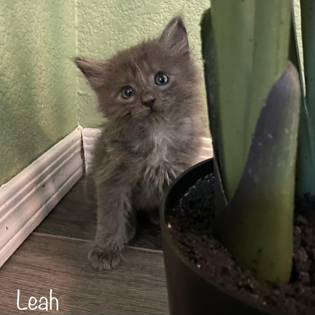 Cora, an adoptable Domestic Long Hair in Phoenix, AZ, 85086 | Photo Image 1