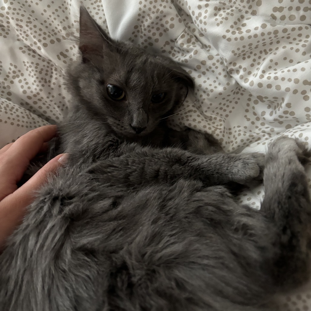 Cora, an adoptable Domestic Long Hair in Phoenix, AZ, 85086 | Photo Image 5