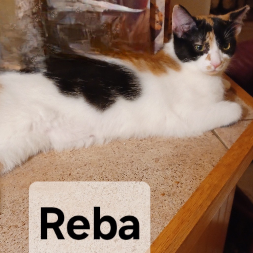 Reba