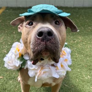 Titus, Senior Male unknown