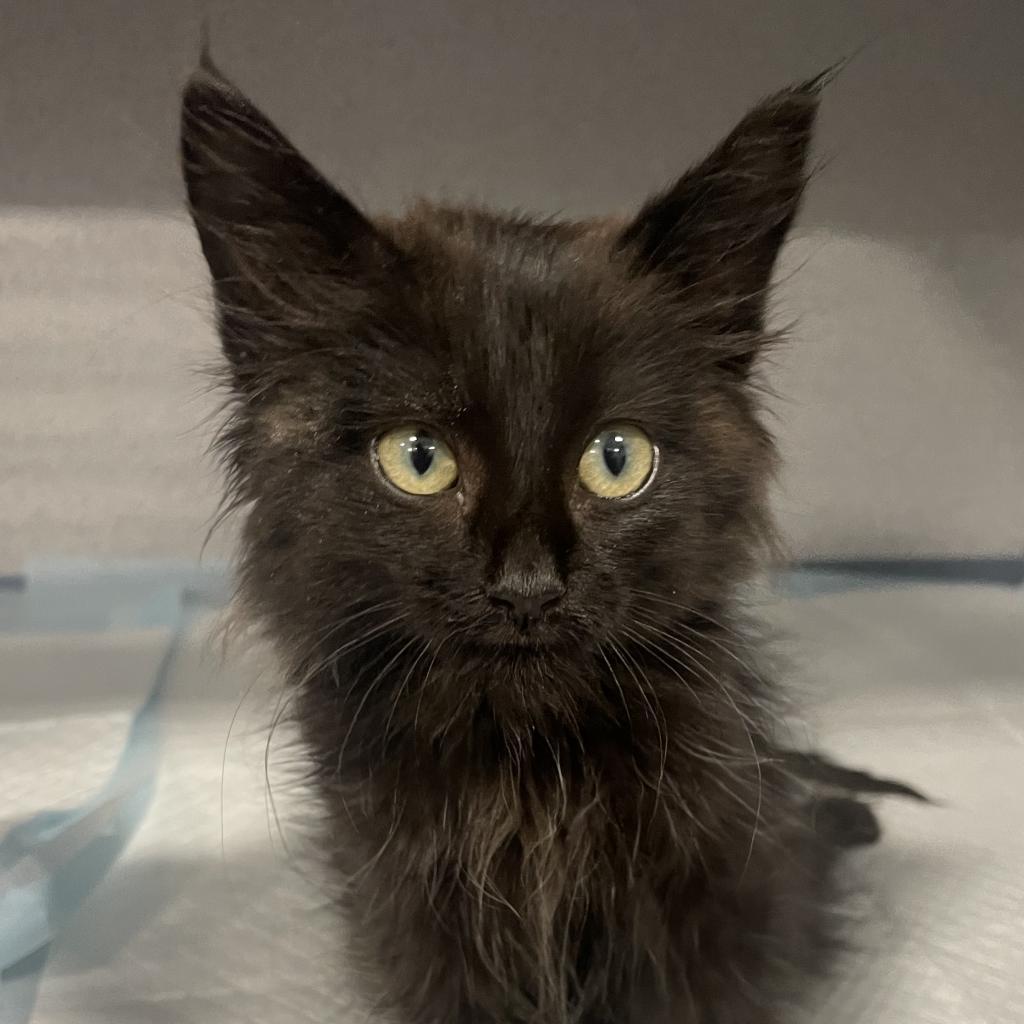 Pebbles, an adoptable Domestic Medium Hair in Sheridan, WY, 82801 | Photo Image 1