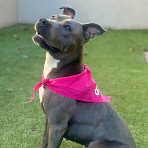 Mia, Adult Female Pit Bull Terrier