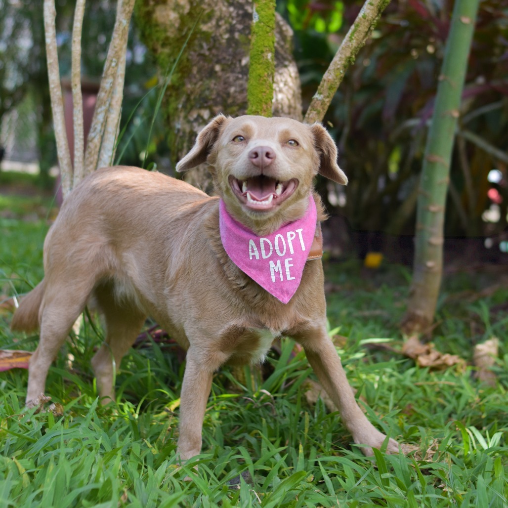 Tootsie, an adoptable Mixed Breed in Kailua Kona, HI, 96740 | Photo Image 1