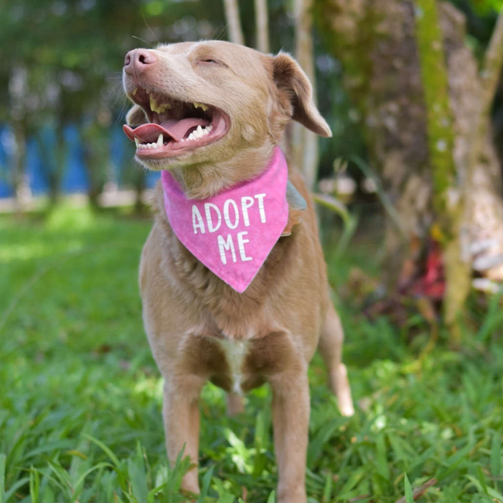 Tootsie, an adoptable Mixed Breed in Kailua Kona, HI, 96740 | Photo Image 2