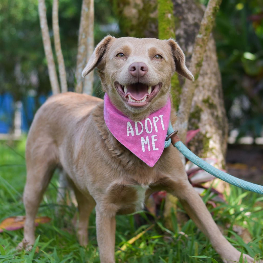 Tootsie, an adoptable Mixed Breed in Kailua Kona, HI, 96740 | Photo Image 3