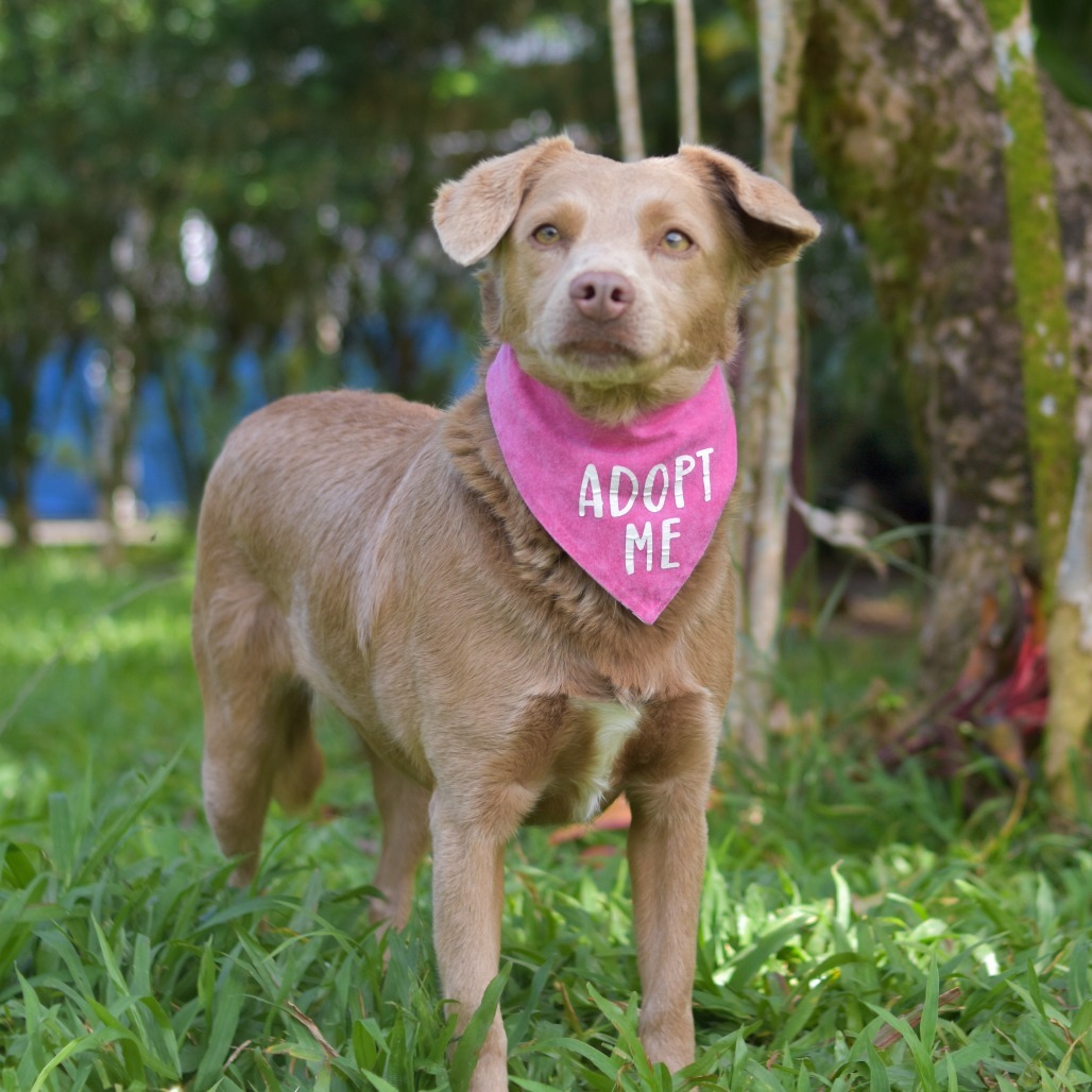 Tootsie, an adoptable Mixed Breed in Kailua Kona, HI, 96740 | Photo Image 4