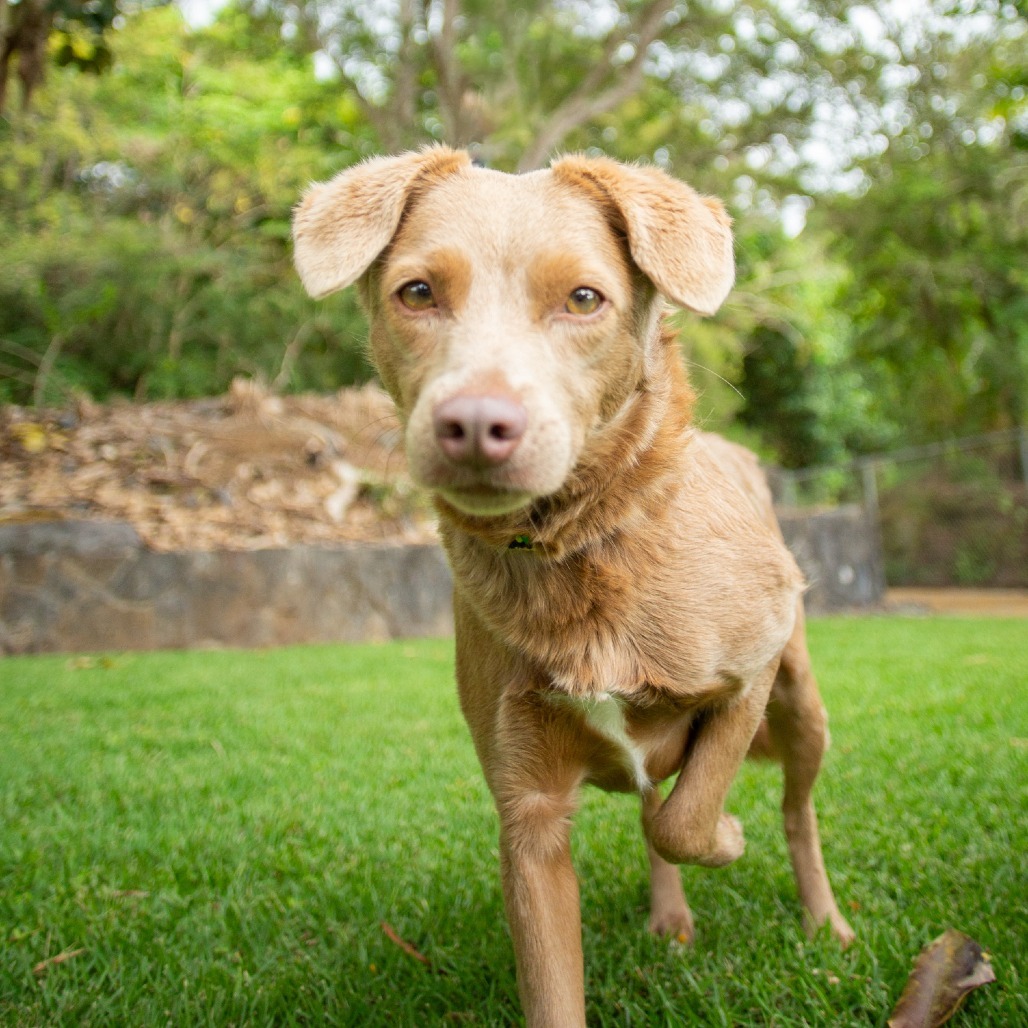 Tootsie, an adoptable Mixed Breed in Kailua Kona, HI, 96740 | Photo Image 6