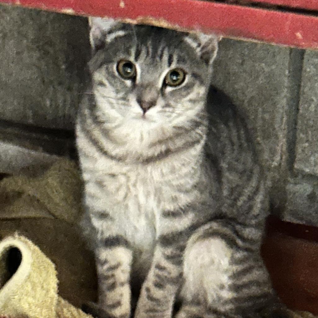 Grayson (Female)