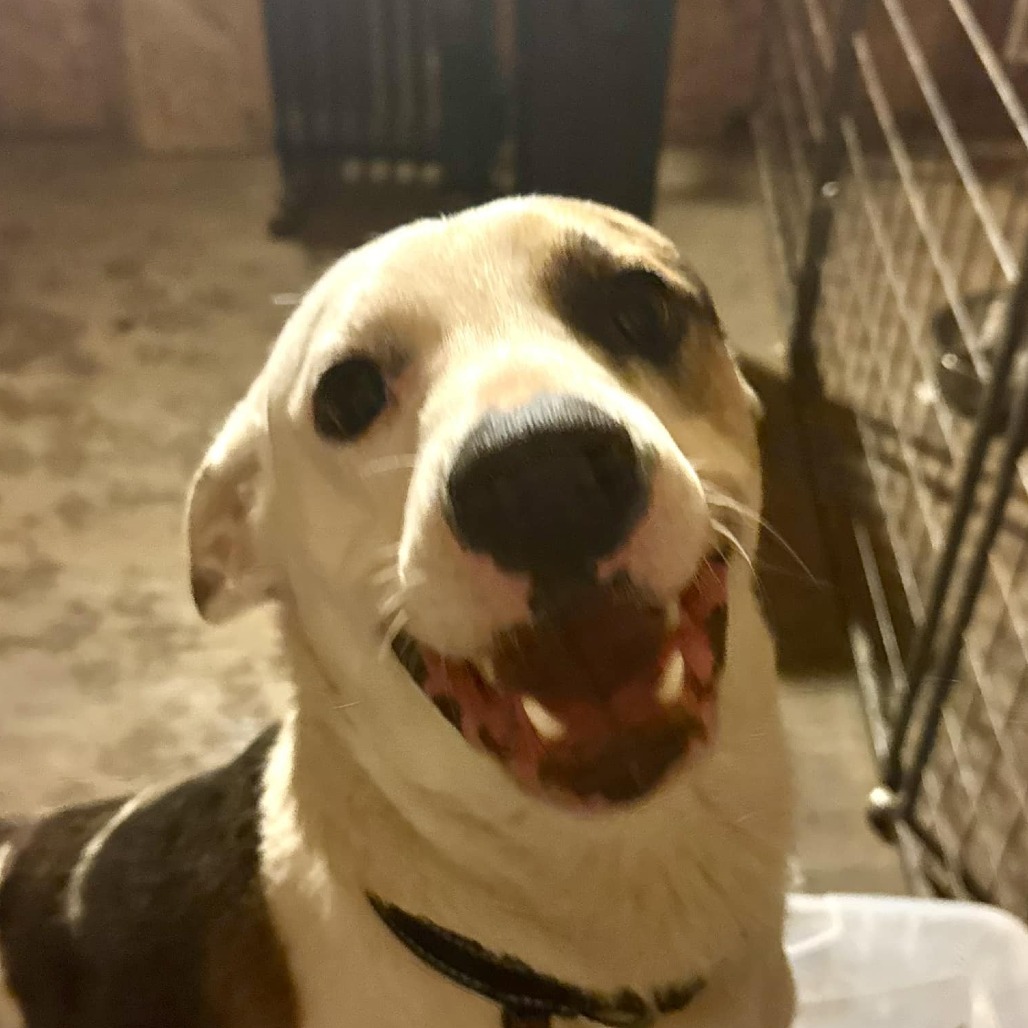 Bert