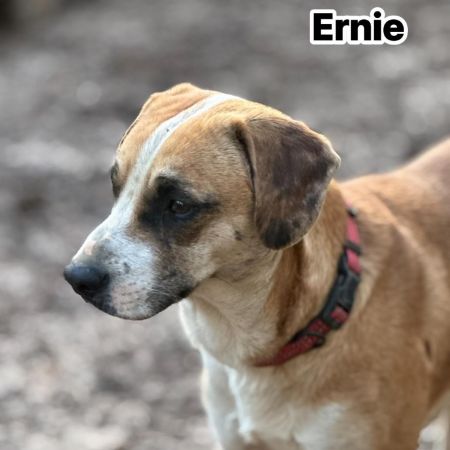 Ernie photo
