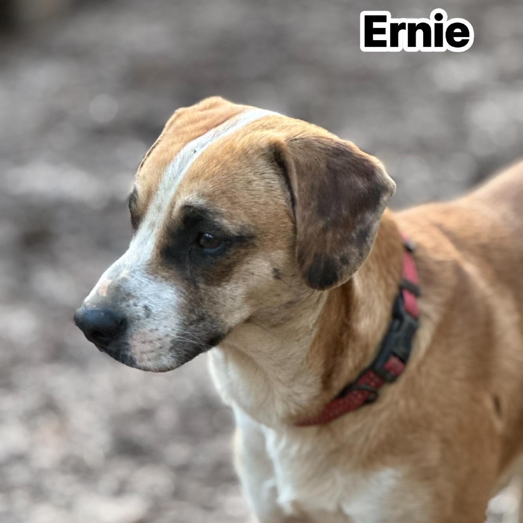 Ernie